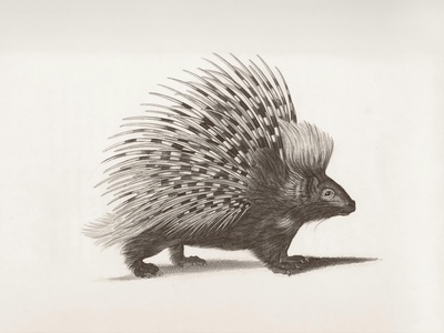 Long-eared hedgehog