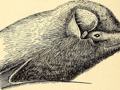 Long-fingered bat