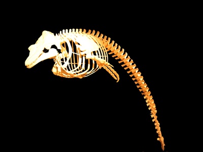 Long-finned pilot whale