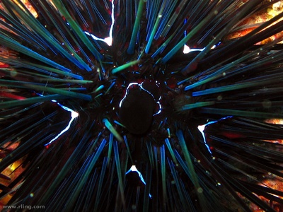 Long-spined sea urchin