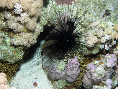 Long-spined sea urchin
