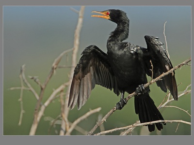 Long-tailed Cormorant