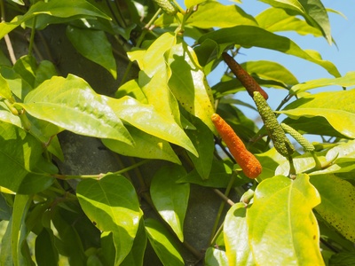 Long pepper