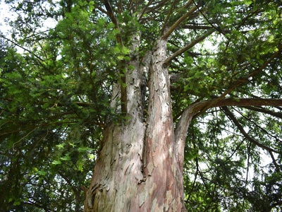 Longwhorl acacia