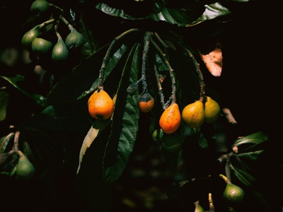 Loquat