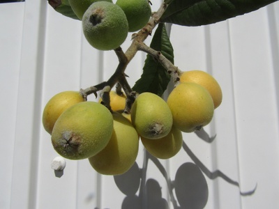 Loquat