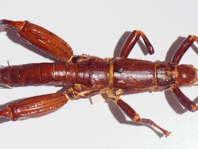 Lord Howe Island stick insect