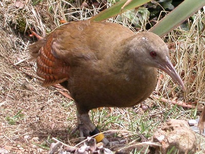 Lord Howe woodhen