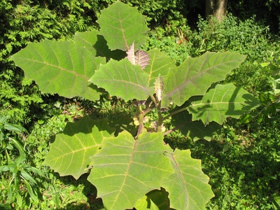 Lulo (naranjilla)