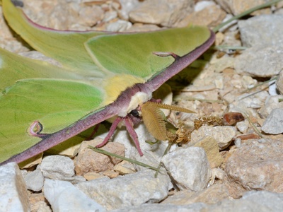 Luna Moth