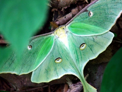 Luna Moth