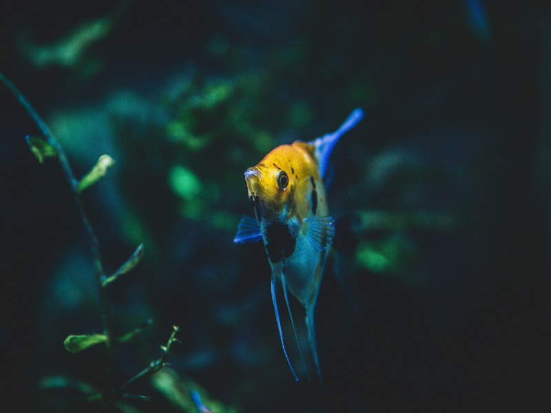 The Complete List of Fish of Israel - Flora Fauna Fun