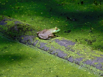 Mababe Puddle Frog