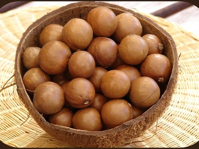 Macadamia