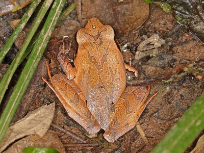 Madagascar Jumping Frog