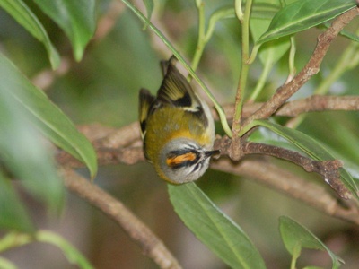 Madeira Firecrest