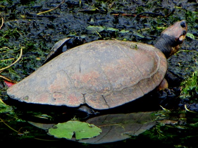 Magdalena river turtle