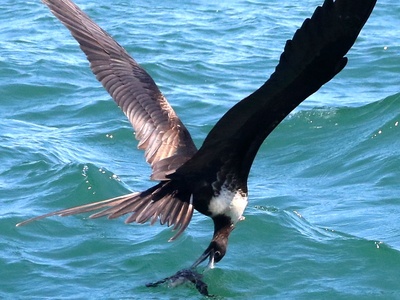 Magnificent Frigatebird