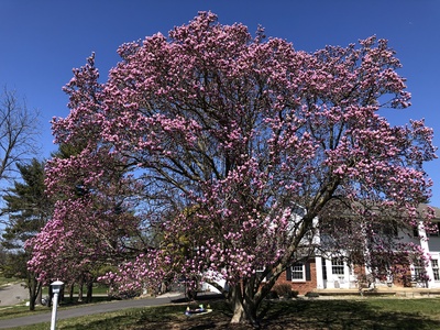 Magnolia (Saucer/Other pinks)
