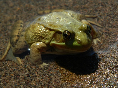 Malagasy Bullfrog