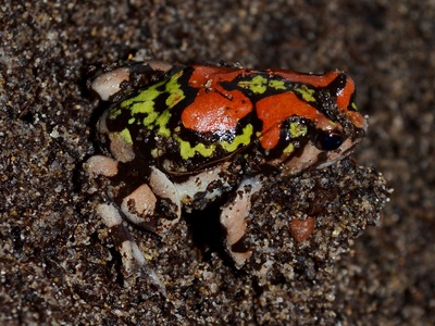 Malagasy Rainbow Frog