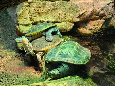 Malayan Box Turtle