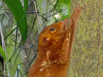 Malayan Colugo