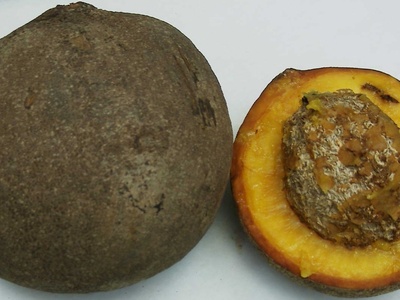 Mamey (Mammee apple)