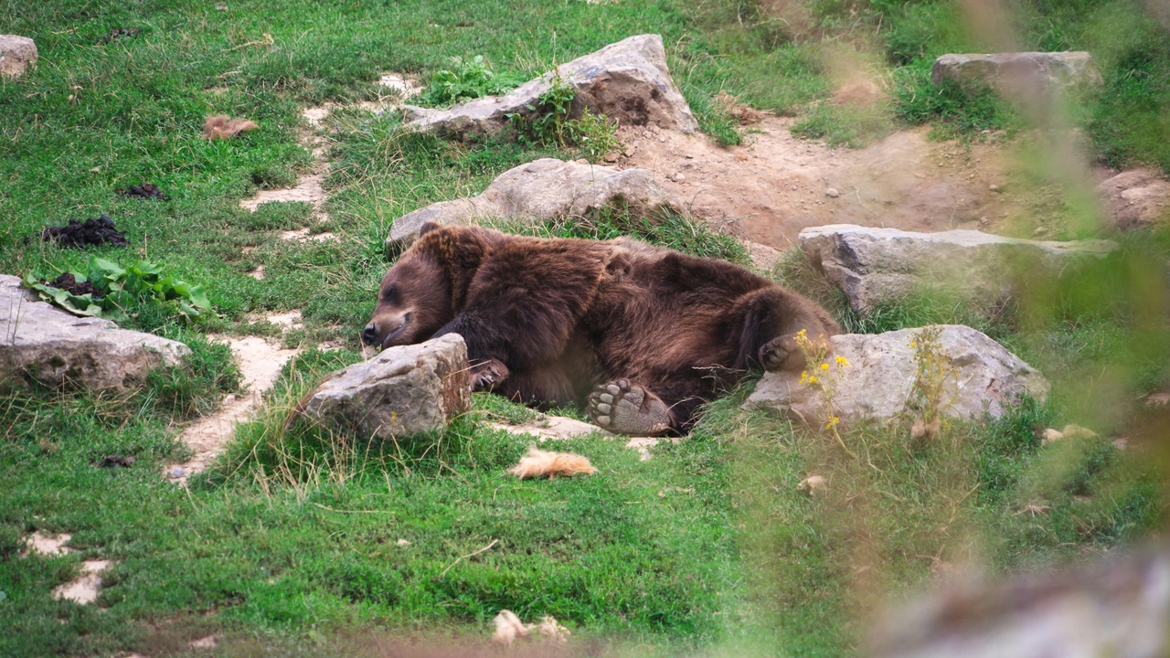 A brown bear denning in snow near a forested denning site