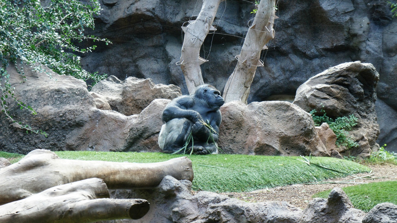 Western lowland gorilla in Bioko rainforest