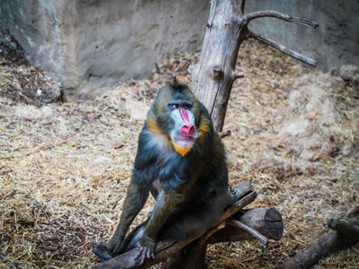 Mandrill