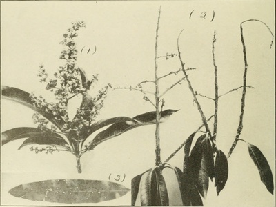 Mango blossom (detail)