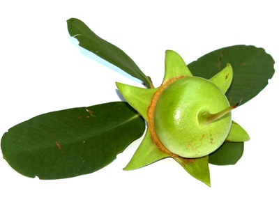 Mangrove apple