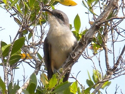 Mangrove Cuckoo