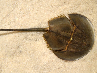 Mangrove Horseshoe Crab