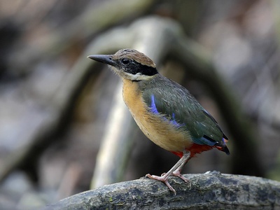 Mangrove Pitta