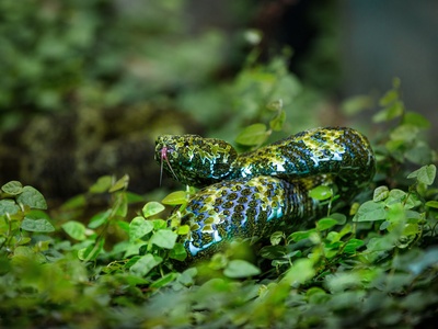 Mangshan Pit Viper
