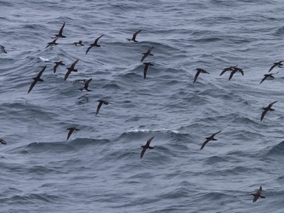 Manx Shearwater