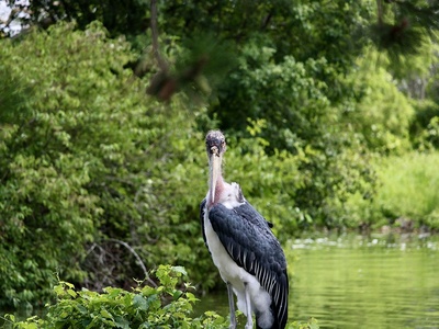 Marabou stork