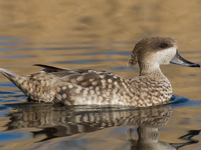 Marbled duck