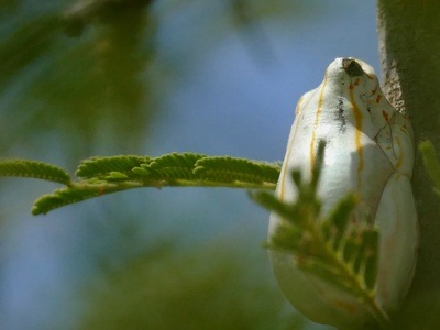 Marbled Reed Frog