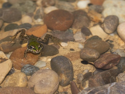 Marbled Shovelnose Frog