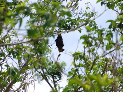 Mariana Fruit Bat (Mariana flying fox)