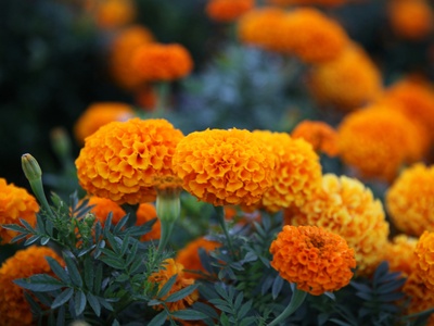 Marigold