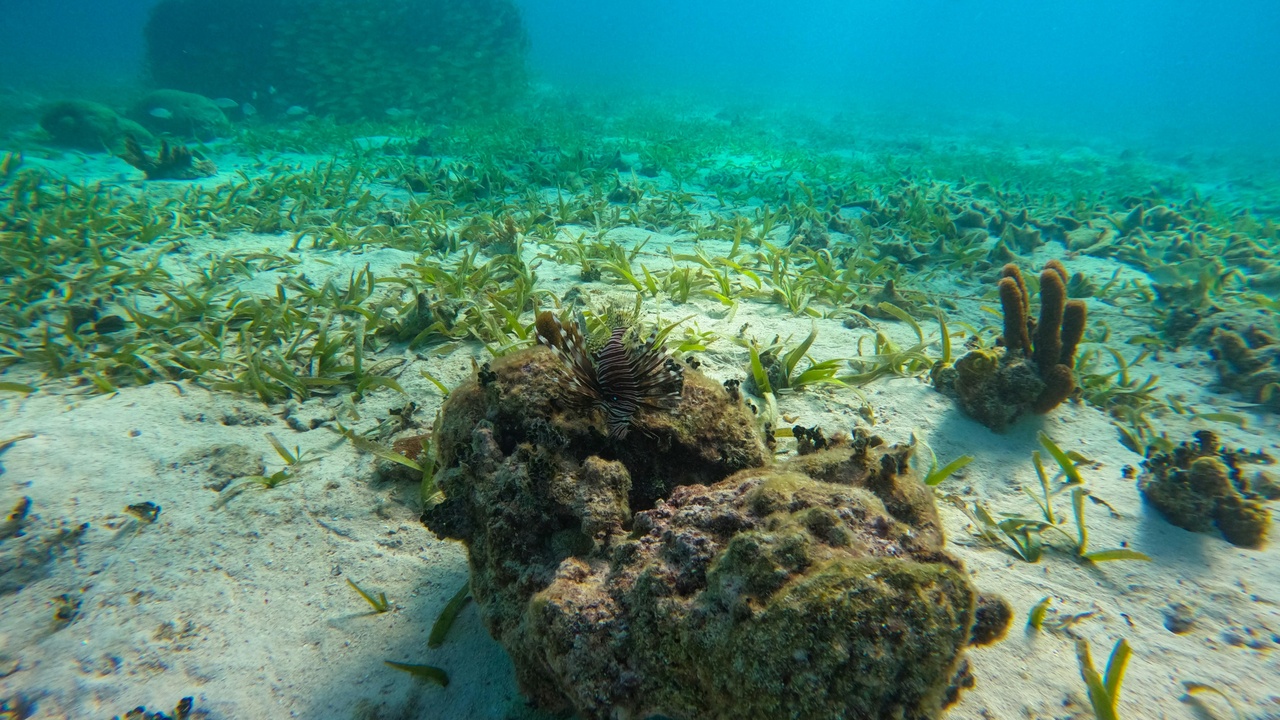 Belize Barrier Reef with diverse marine life, showing coral formations and clear waters