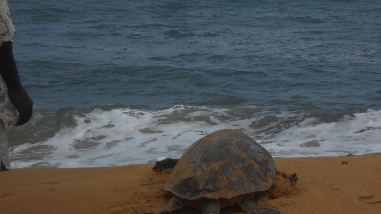 Sea turtle and manta ray near a Marshall Islands coral atoll