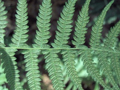 Marsh fern