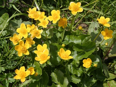 Marsh marigold