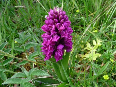 Marsh orchid