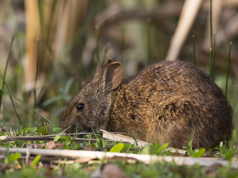 Wetlands Rabbits List of Wetland Mammals - Flora Fauna Fun